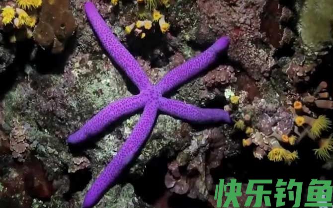 海星有毒吗(图4)