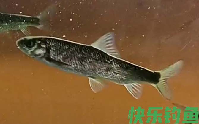 赤鳞鱼产地在哪里(图2)