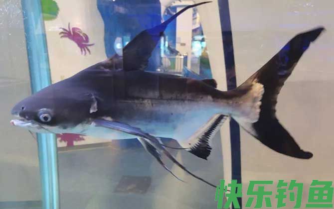 成吉思汗鲨能长多大(图1)