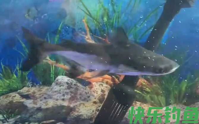 成吉思汗鲨能长多大(图2)