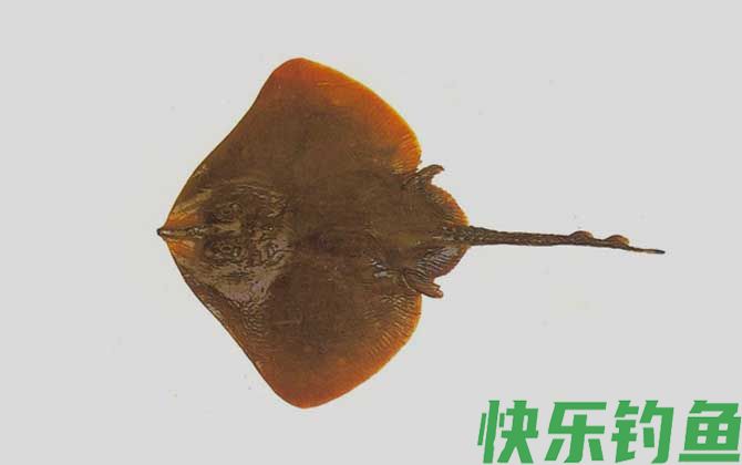 斑鳐是什么鱼(图3)