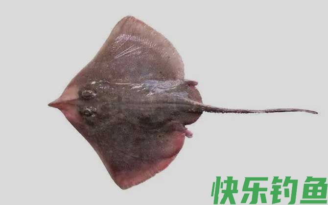 斑鳐是什么鱼(图1)