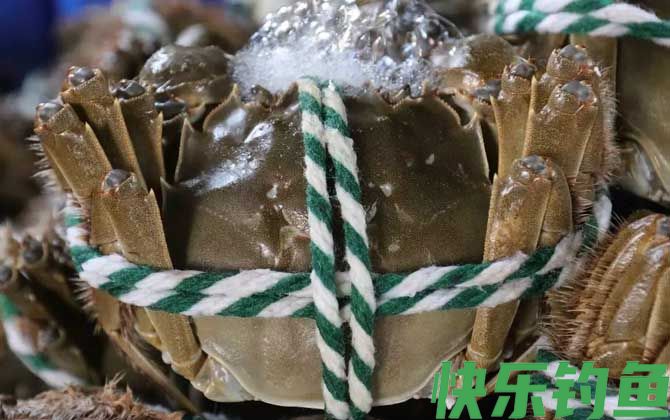 大闸蟹公的好还是母蟹好(图1)