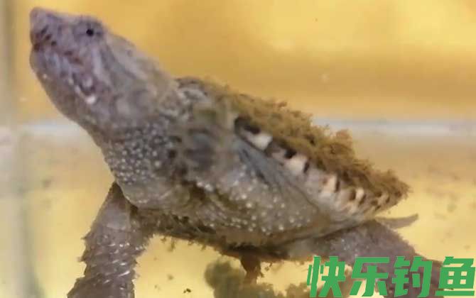 佛罗里达鳄龟是什么龟(图4)