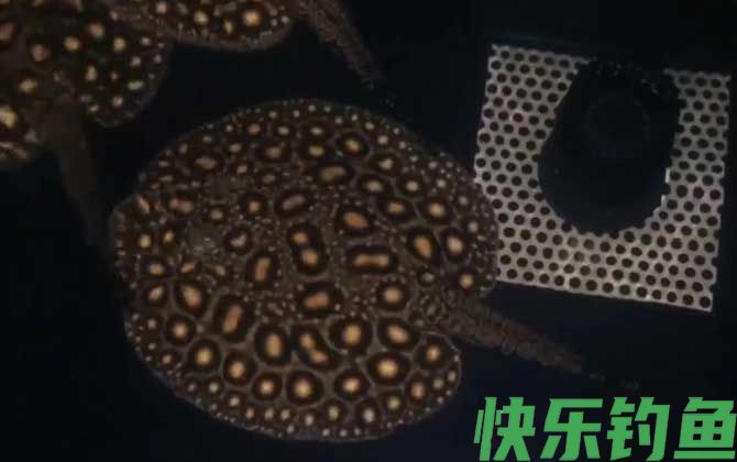 魟鱼是魔鬼鱼吗(图2)