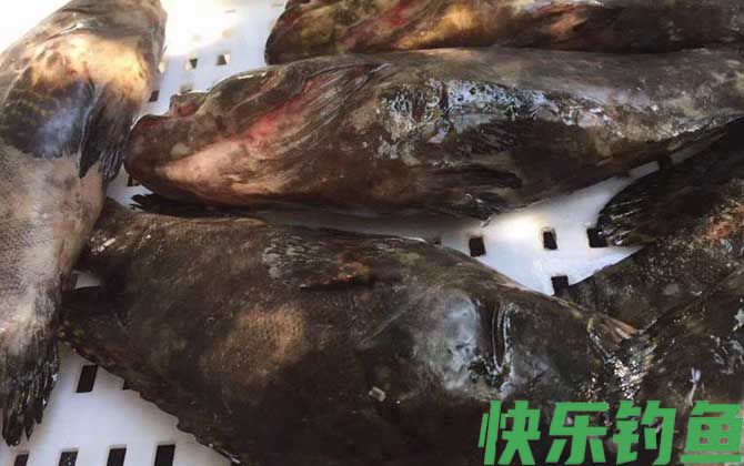 石斑鱼大的贵还是小的贵(图3)