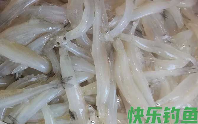 白肌银鱼是什么鱼(图3)