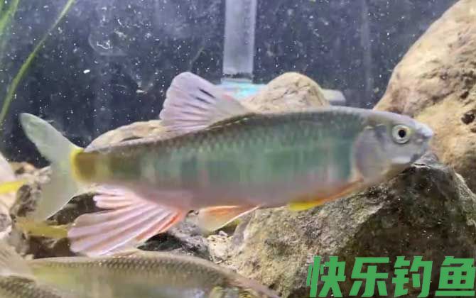 宽鳍鱲能长多大(图1)
