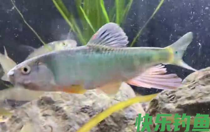 宽鳍鱲能长多大(图3)