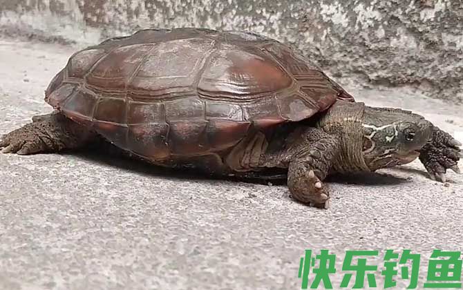 草龟是什么龟(图2)