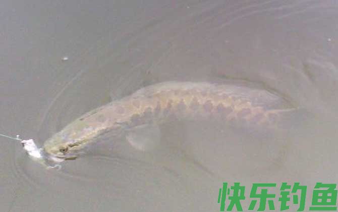 家里为什么不能养黑鱼(图4)