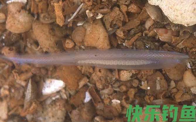 文昌鱼和武昌鱼的区别(图1)
