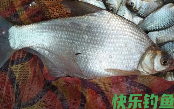 文昌鱼和武昌鱼的区别(图4)