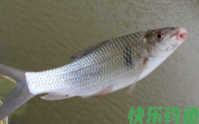鲮鱼是什么鱼(图1)
