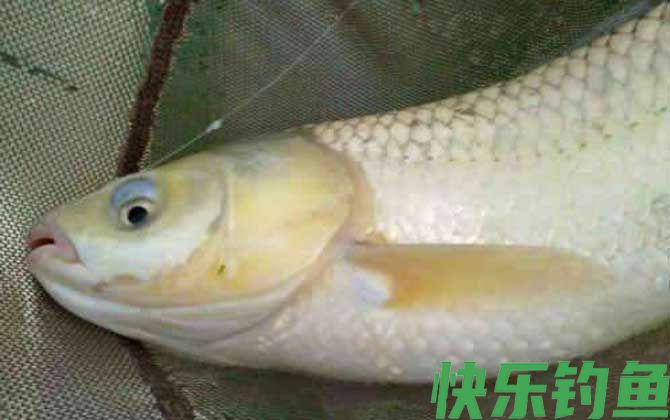 鲮鱼是什么鱼(图3)