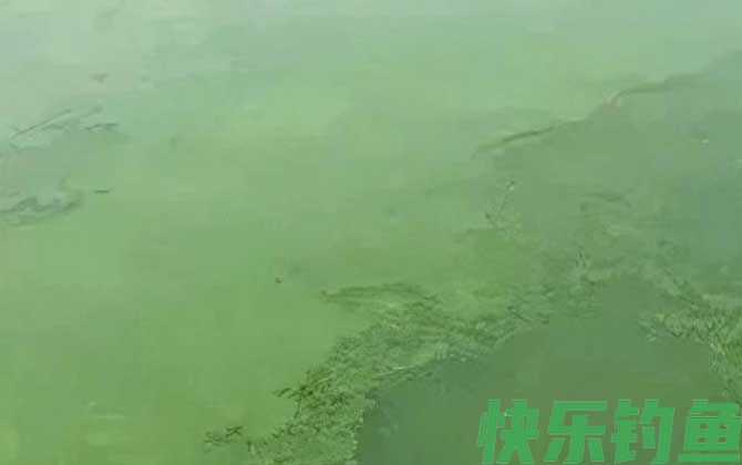 鱼塘水变绿的原因及解决方法(图1)
