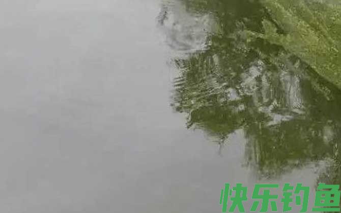 鱼塘水变绿的原因及解决方法(图2)