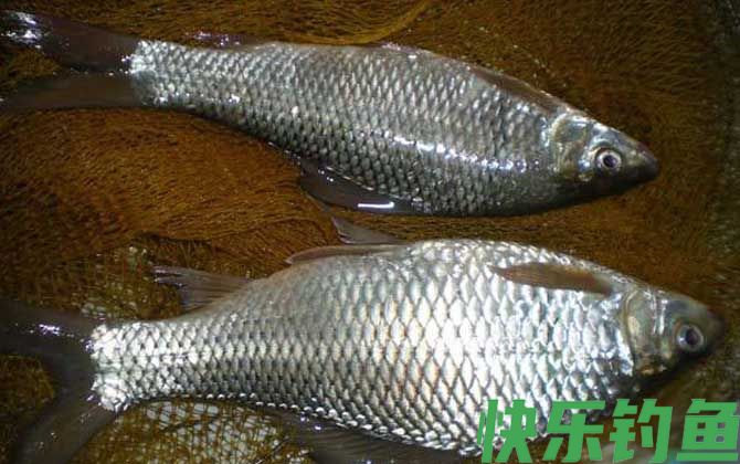 鲮鱼是海鱼还是淡水鱼(图2)