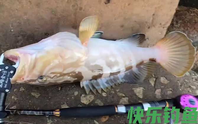 油斑鱼是石斑鱼吗(图3)