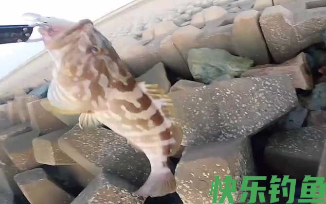 油斑鱼是石斑鱼吗(图4)
