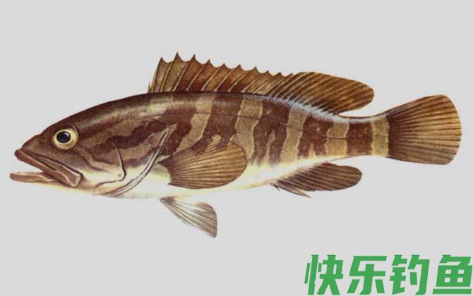 油斑鱼是石斑鱼吗(图2)