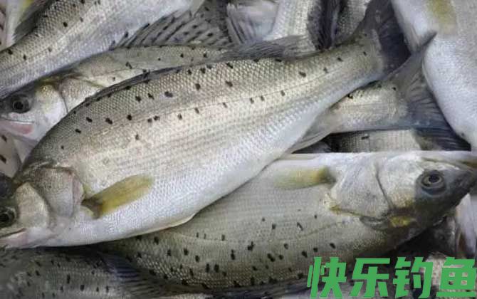 鲈鱼为什么叫癌鱼(图3)
