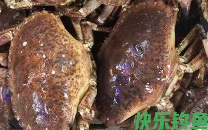 面包蟹价格多少钱一斤(图1)