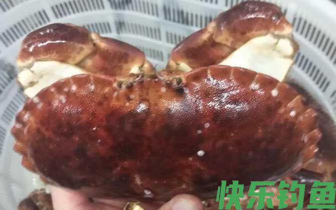 面包蟹价格多少钱一斤(图3)