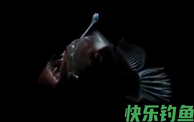 先生鱼是什么鱼(图3)