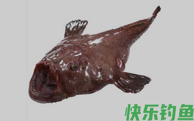 先生鱼是什么鱼(图2)