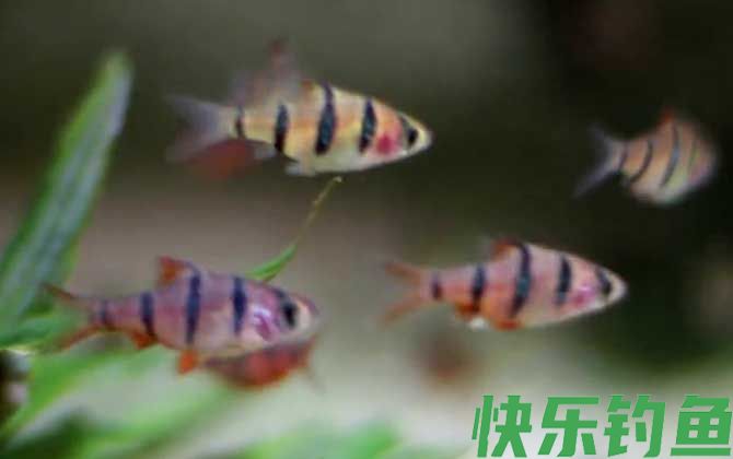 虎皮鱼和孔雀鱼能一起养吗(图3)