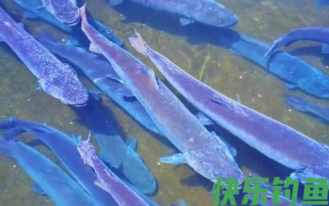 哲罗鲑和虹鳟鱼一样吗(图1)