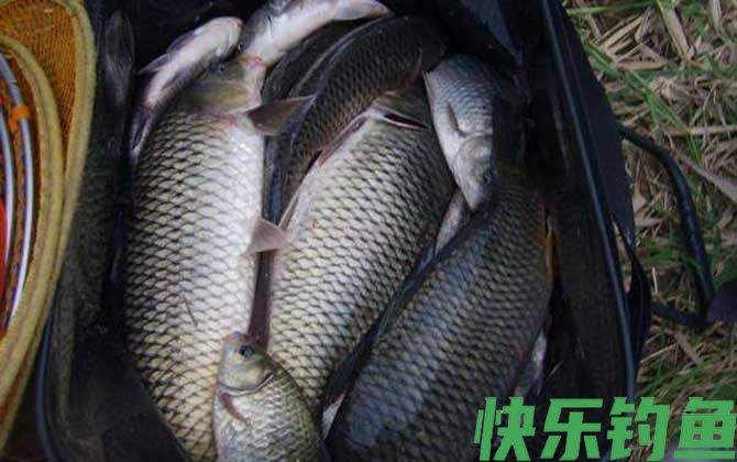 鲤鱼不能吃是迷信吗(图2)