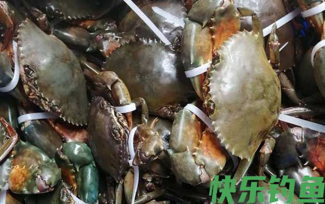 青蟹和大闸蟹哪个好吃(图3)