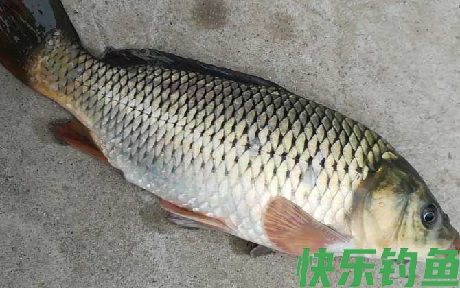 鲤鱼不能吃是迷信吗(图4)