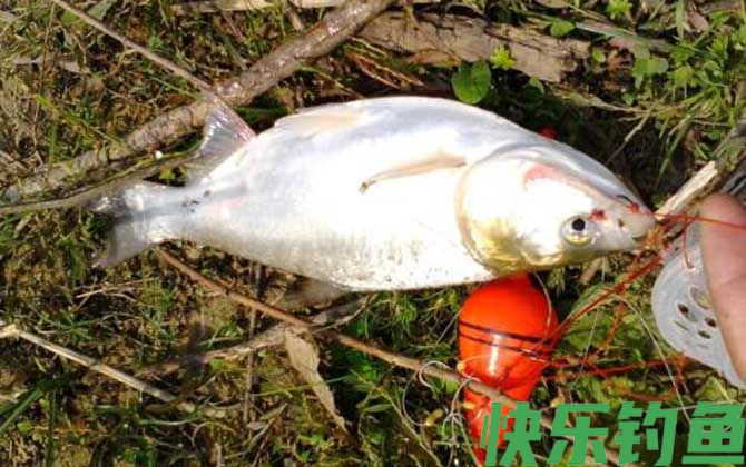 江鲢是什么鱼(图2)