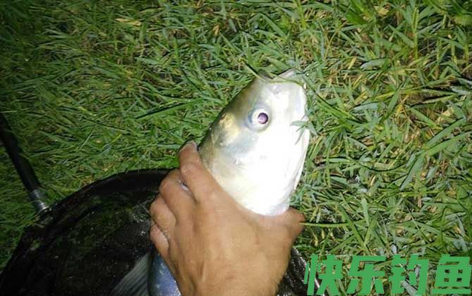 江鲢是什么鱼(图4)