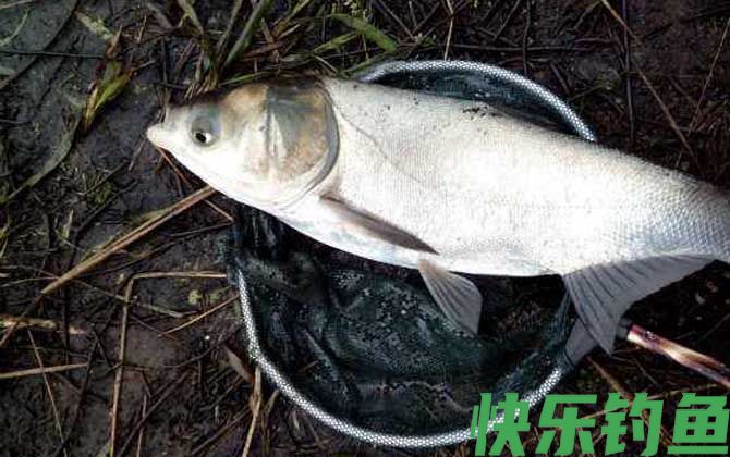 江鲢是什么鱼(图3)