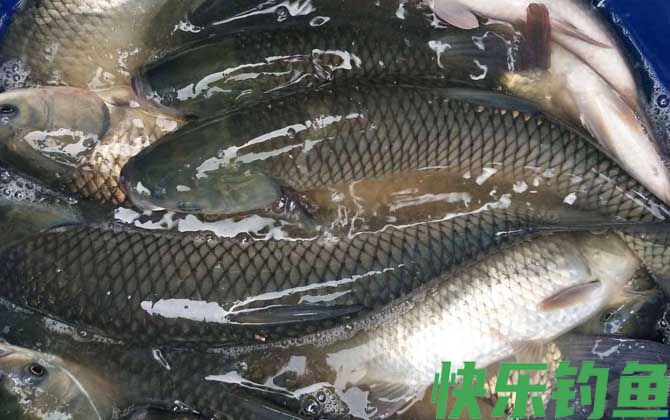 草鱼养殖技术及病害防治(图4)