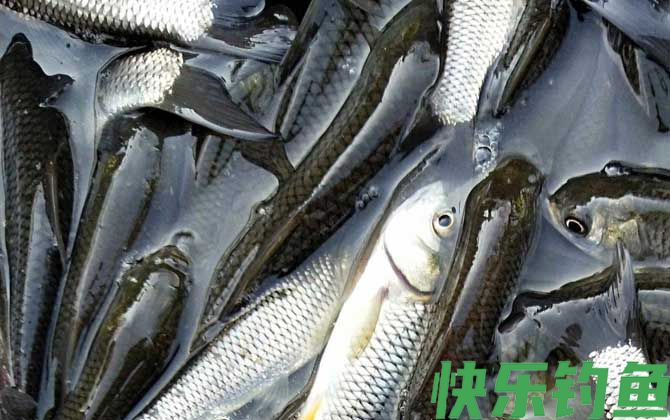 草鱼养殖技术及病害防治(图2)