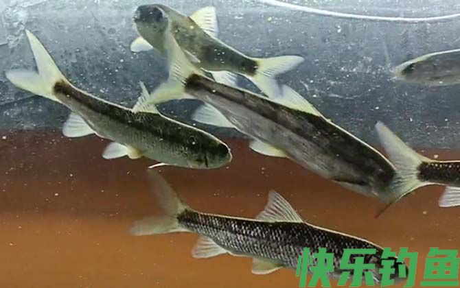 赤鳞鱼好吃吗(图2)