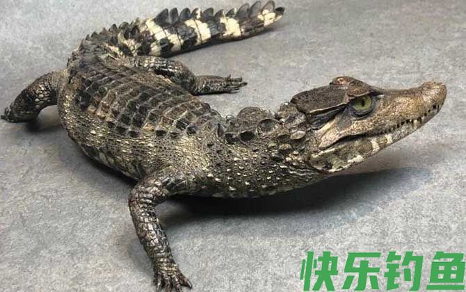 非洲侏儒鳄是什么动物(图3)