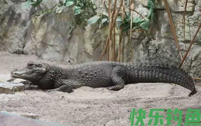 非洲侏儒鳄是什么动物(图2)
