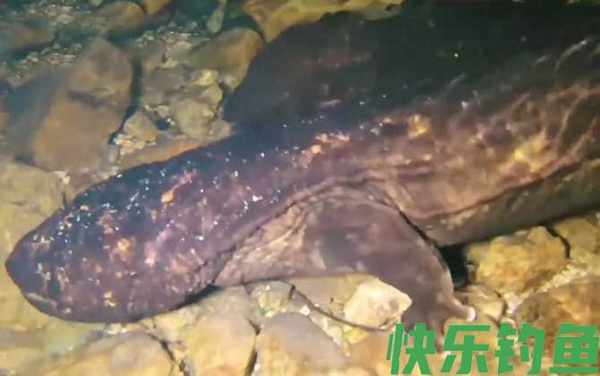 野生娃娃鱼吃了判几年(图3)