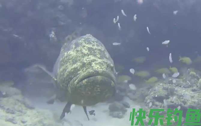龙趸是不是保护动物(图1) 龙趸是不是保护动物(图1)