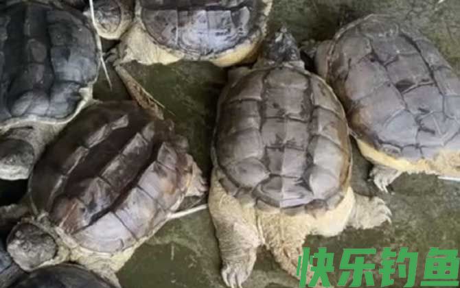 鳄龟可以吃吗(图1)