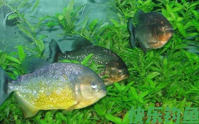 食人鲳的原产地在哪里(图3)