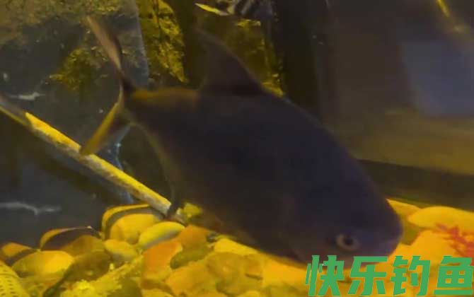 食人鲳的原产地在哪里(图2)