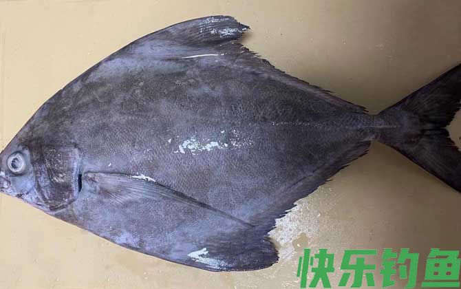 黑鲳鱼好吃吗(图1)