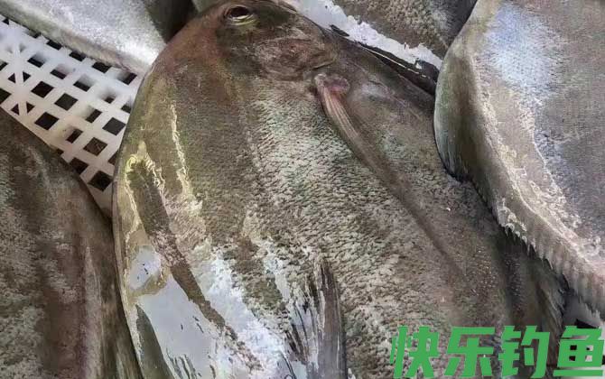 黑鲳鱼好吃吗(图2)